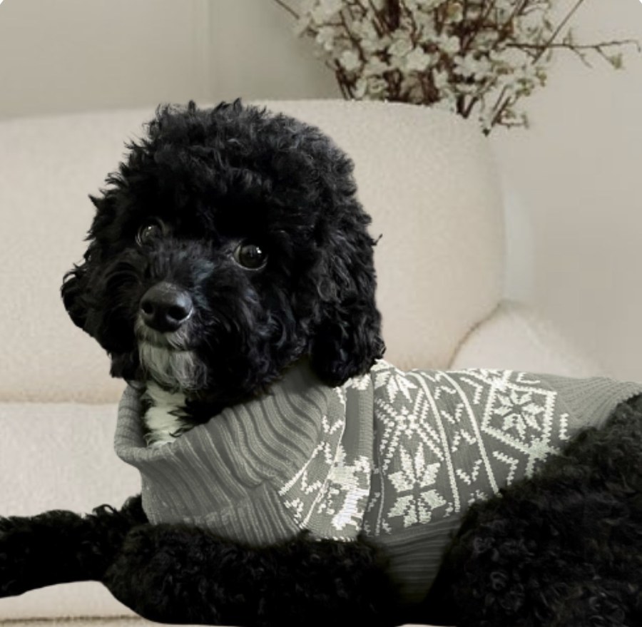 Winston, therapy dog